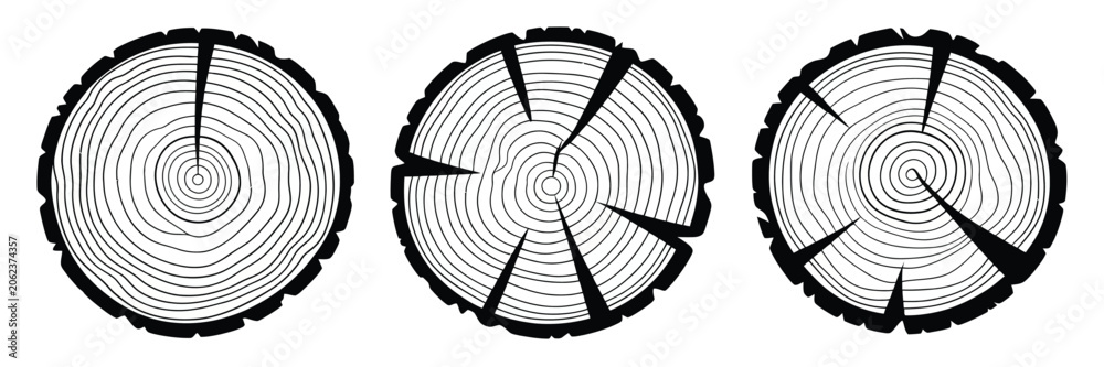 Fototapeta premium Tree Stumps with Growth Rings Cut into Sections on White Background