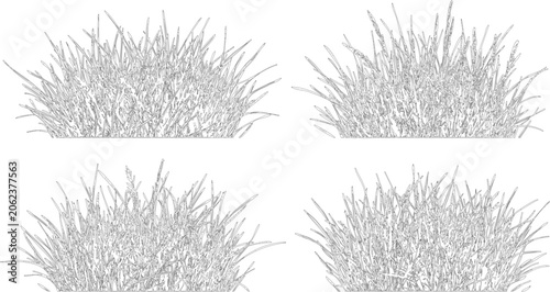 Vector set of ornamental grass tufts in elevation view for professional landscape design and architectural site planning
