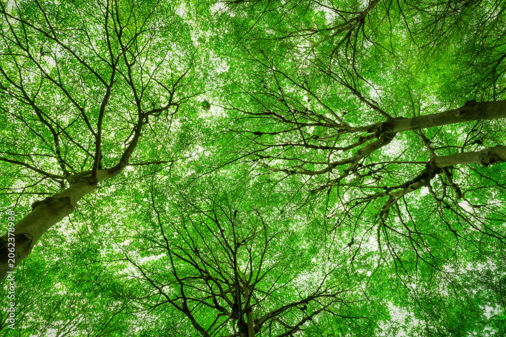 Fototapeta premium Bottom view of tree trunk to green leaves of big tree in tropical forest with sunlight. Fresh environment in park. Green plant give oxygen in summer garden. Forest tree with small leaves on sunny day.