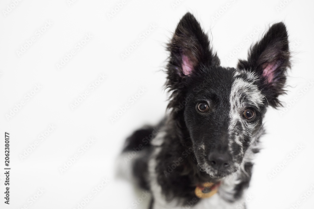 Obraz premium Close-up studio portrait of a rare blue merle Mudi puppy looking at camera on a white background