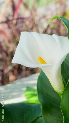 White Calla Lily Flowers Blooming in a Garden Close Up