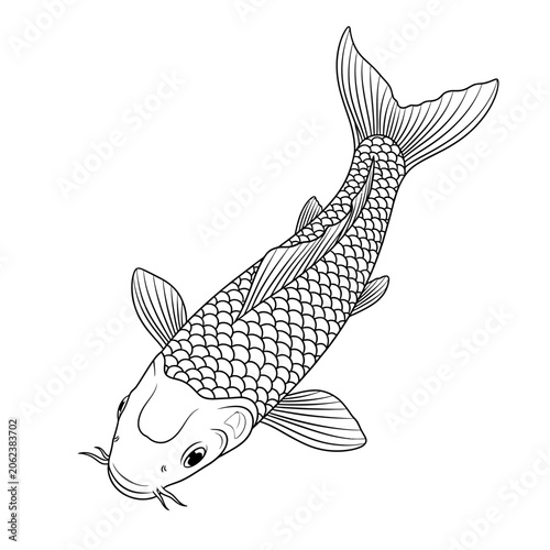 Koi fish swimming overhead view line art illustration