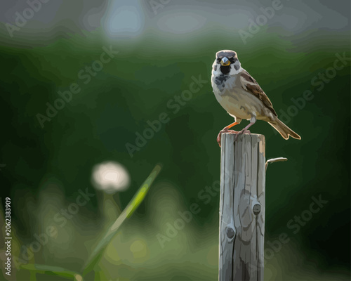 bird on a fence