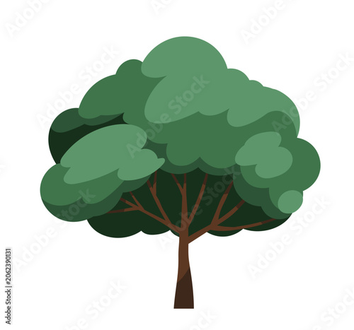 Deciduous tree with rounded foliage canopy, dense crown, branches and trunk. ...