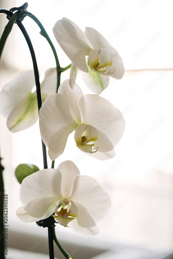 Fototapeta premium Elegant white moth orchids blooming by a window