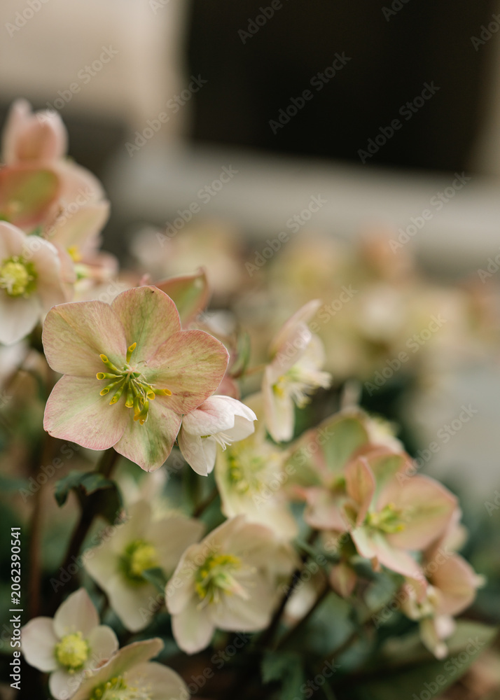 Obraz premium Delicate pink and green hellebore flowers blooming