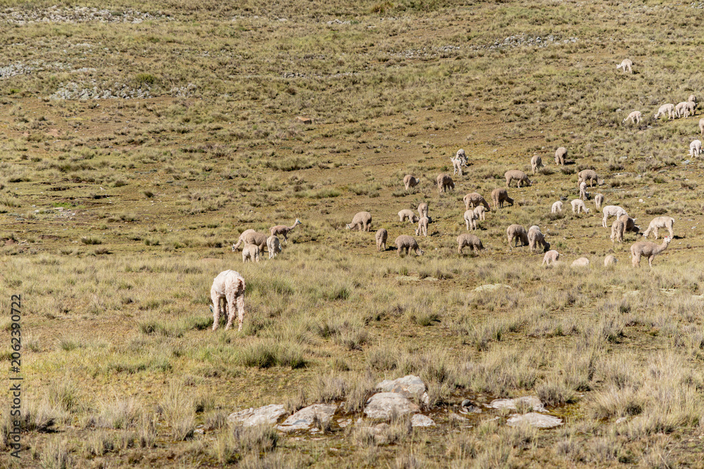 Fototapeta premium A group of alpacas eat the Andean food called Ichu.