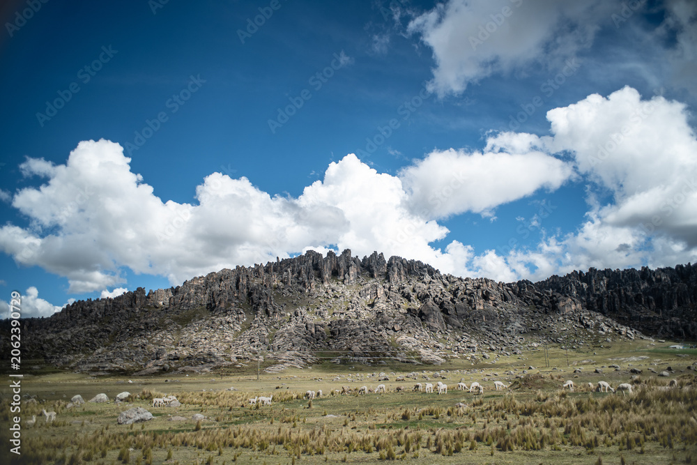 Fototapeta premium Blue sky with clouds, Huayllay mountains and alpacas.