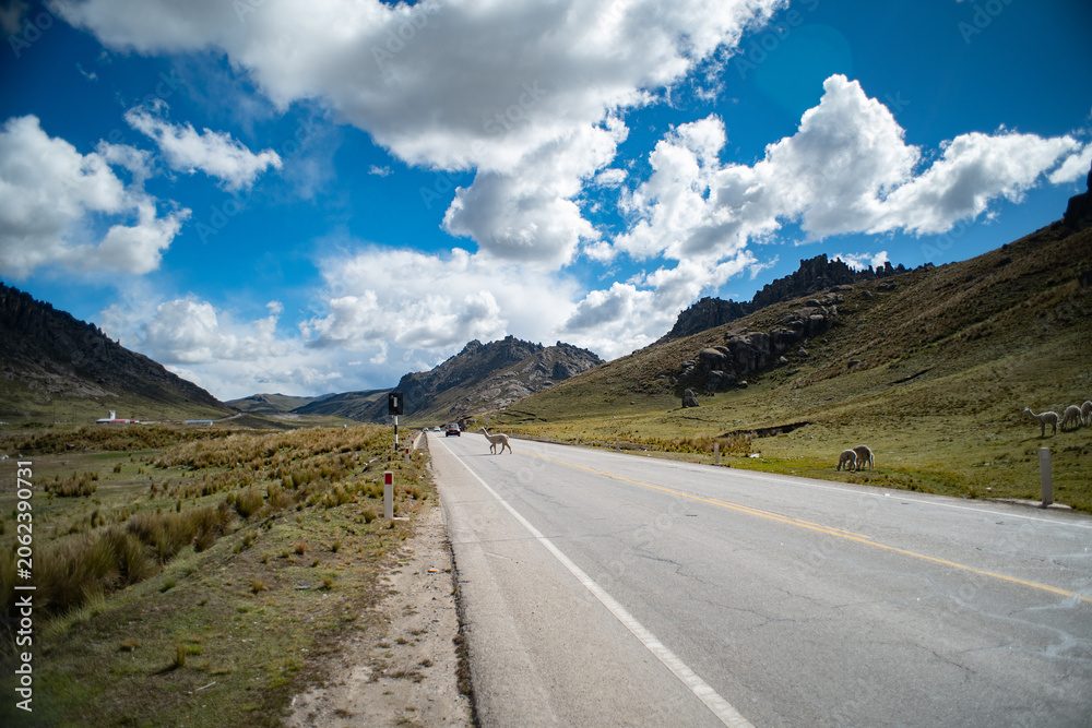 Fototapeta premium Alpaca crossing road in the Peruvian Andes.