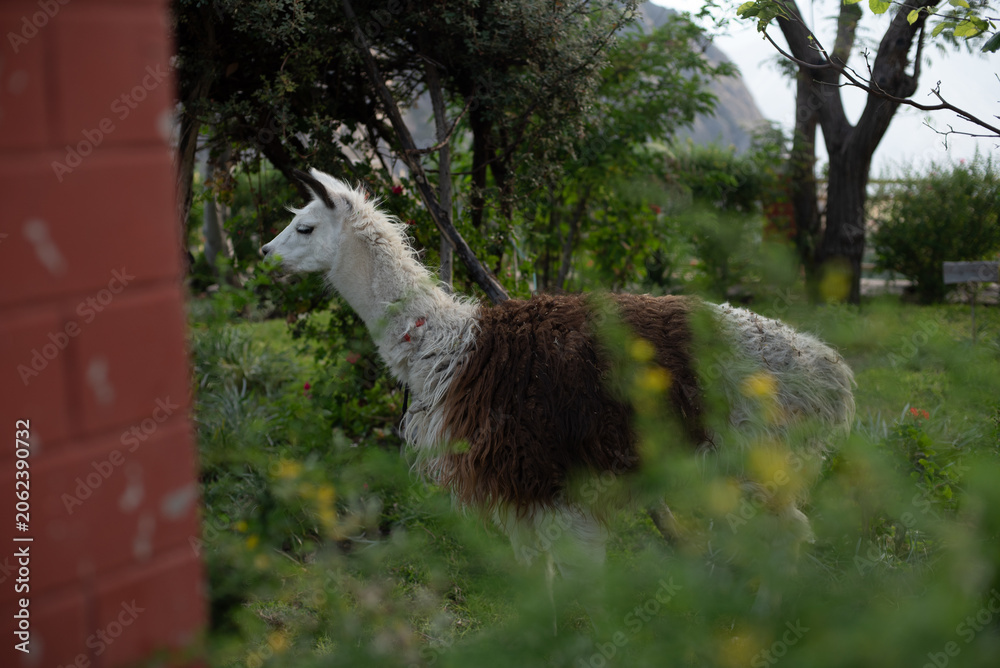 Fototapeta premium Llama surrounded by plants in a park in Peru.
