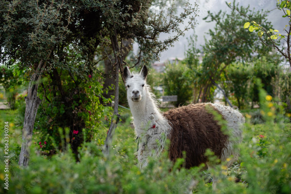 Fototapeta premium Front view of a llama in a town park.