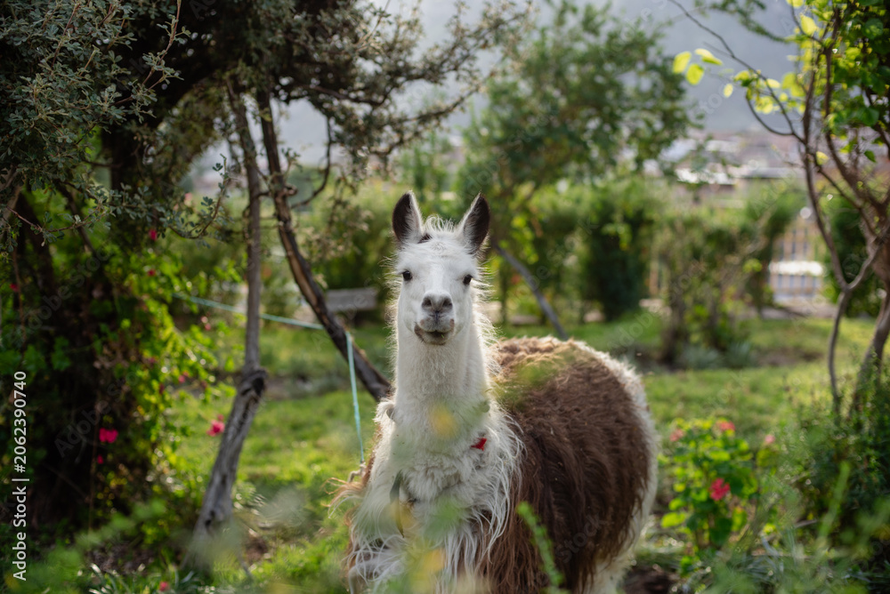 Fototapeta premium An animal called a llama looks at an observer with surprise.
