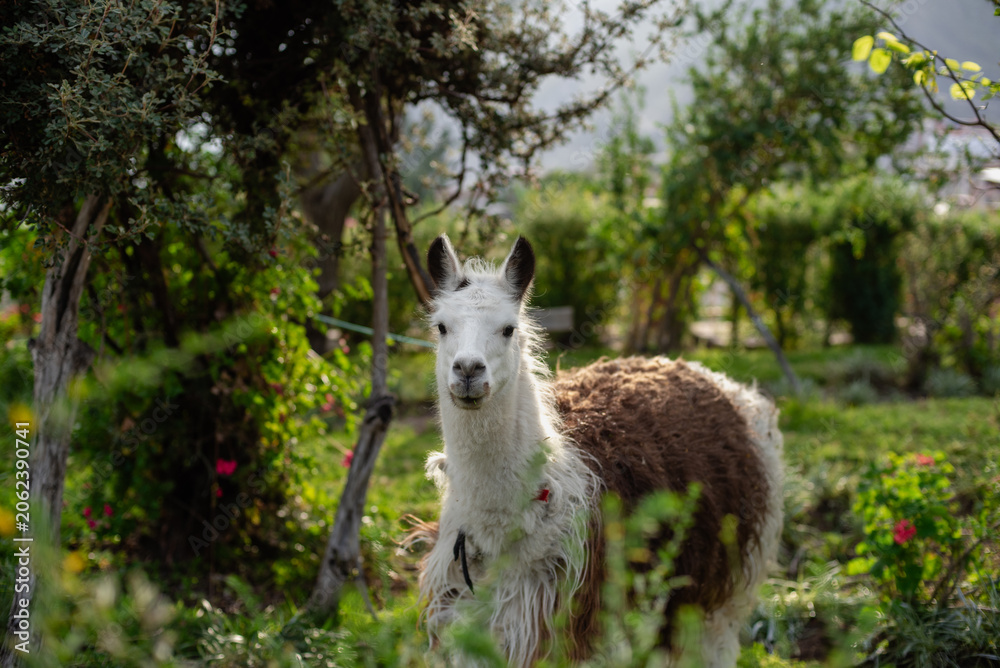 Fototapeta premium Typical animal of the Peruvian Andes region called Llama.