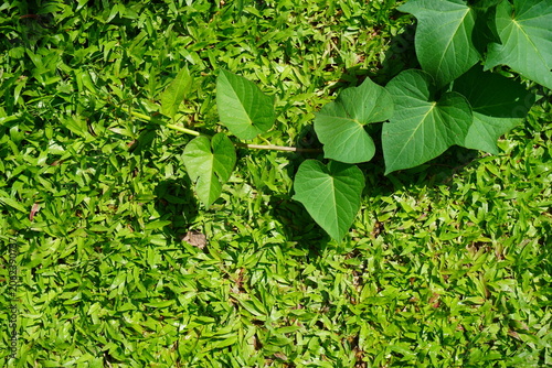 Sweet potato plants have heart-shaped, creeping leaves that spread along the ground. They are easily propagated by taking cuttings and planting them in the soil.