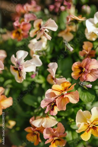 Billede på lærred Warm toned pastel pansies blooming in the sun in the midwest