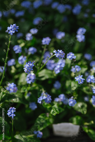 Close up of tiny blue forget me not flowers in a sunny garden