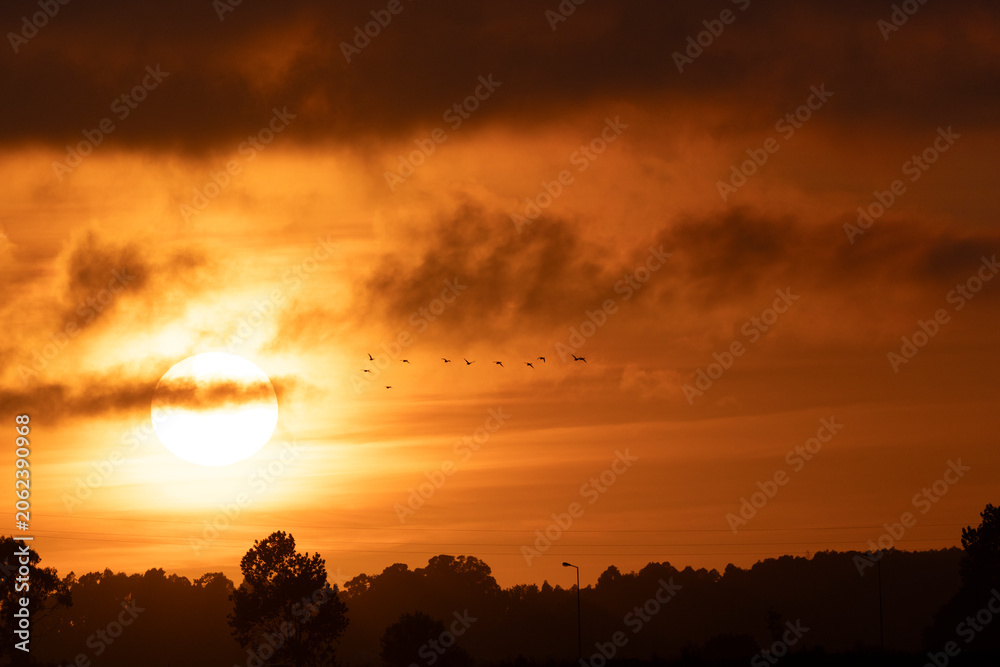 Fototapeta premium Flock of birds flying in formation at golden sunrise