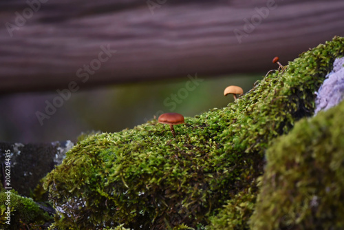 Obraz na plátně A closeup shot of three brown tiny mushrooms growing from moss on a rock