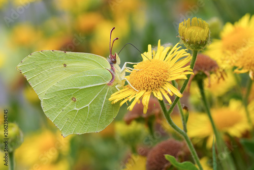 Closeup on a European Brimstone butterfly with closed wings on a yellow common fleabane flower