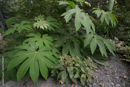 Closeup on the large lush green foliage of the Chinese rice paper plant, Tetrapanax papyrifer