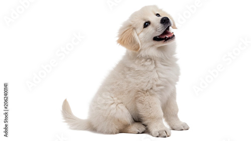 Foto Cute fluffy golden retriever puppy sitting looking up happily isolated on transp