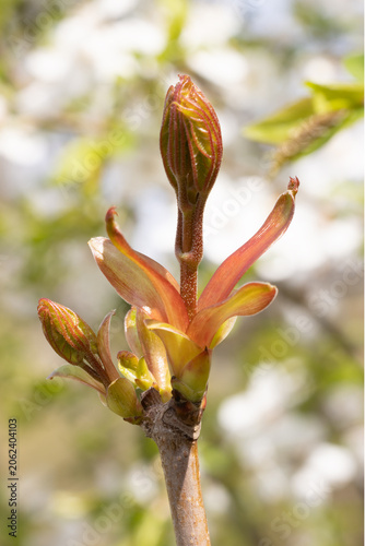 Maple Tree Flowers. Norway Maple. Acer Platanoides