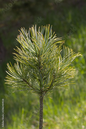 A Young Pine Tree in the Park