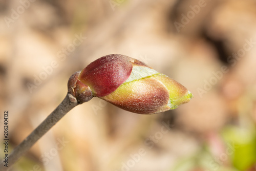 Bud of a Corylus Sieboldiana