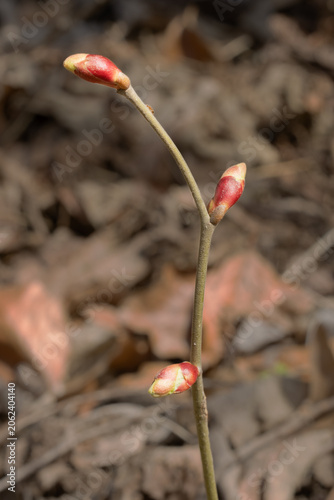 Bud of a Corylus Sieboldiana