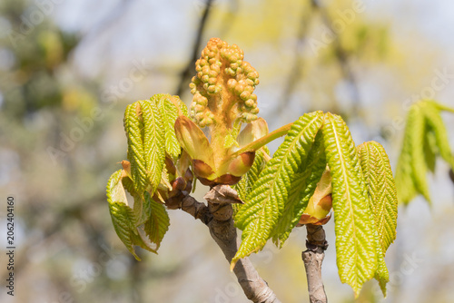 A Young Horse Chestnut Tree. Aesculus Hippocastanum
