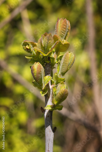 Inflorescences Appeared from Lilac Flower Buds