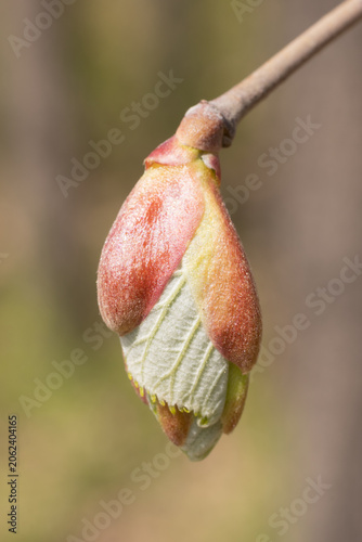 Bud of a Corylus Sieboldiana