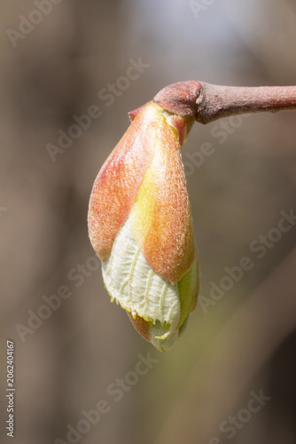 Bud of a Corylus Sieboldiana