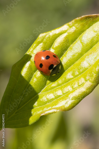 A Ladybug Basking in the Sun on a Green Leaf