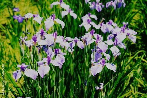 Foto 紫陽花の群生が広がる春の花畑。紫と白の花びらが鮮やかに咲き誇り、緑の葉と茎が背景を飾る。