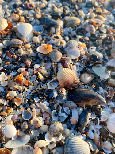 shells on the beach