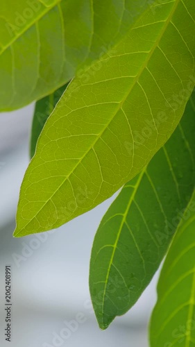 Close Up of Fresh Green Leaves with Visible Leaf Veins