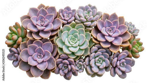 Assortment of colorful succulent plants, isolated on transparent background