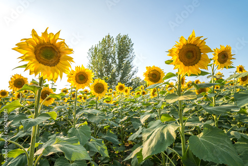 Photos Sunflower field, healing pastoral natural scenery, agricultural materials