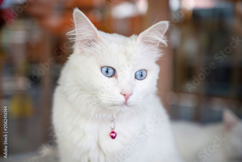 Photos Adorable distinctive blue eyes of a Turkish Van Cat, a rare natural breed of domestic cat found around Lake Van in the Eastern Anatolia region of Turkey