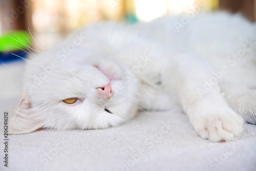 Photos A kitten with distinctive blue and amber odd eyes of a Turkish Van Cat, a rare natural breed of domestic cat found around Lake Van in the Eastern Anatolia region of Turkey