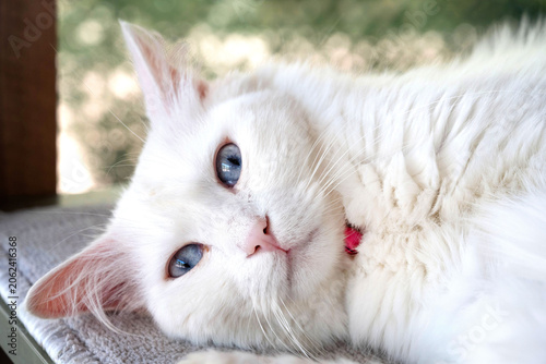 Foto The distinctive blue and amber odd eyes of a Turkish Van Cat, a rare natural breed of domestic cat found around Lake Van in the Eastern Anatolia region of Turkey