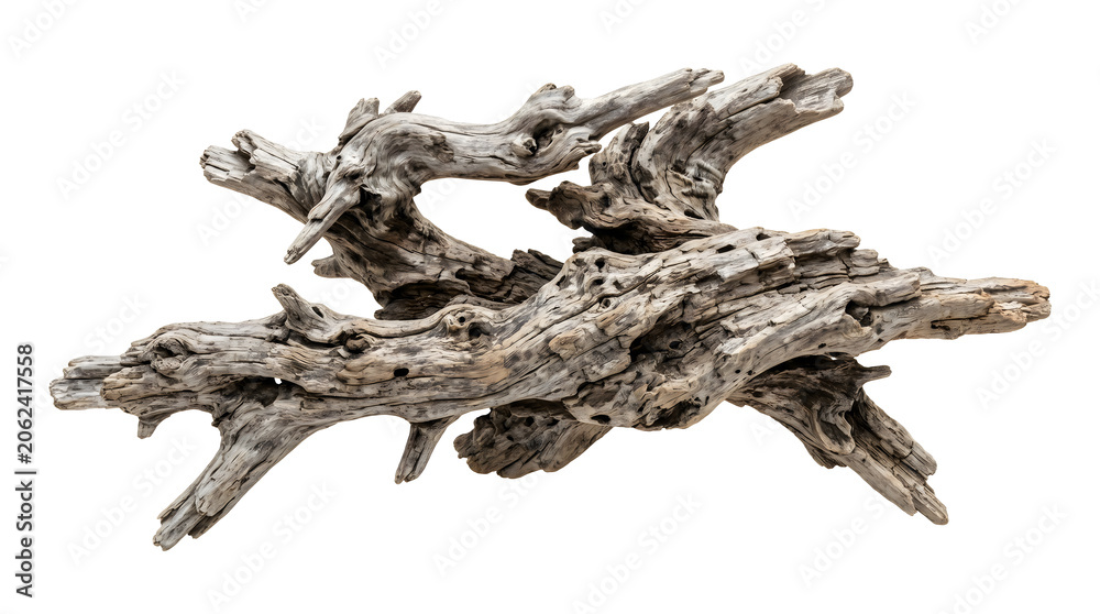 Fototapeta premium A piece of weathered, gnarled driftwood with complex, twisted branches and a smooth, greyish-brown texture, isolated on a white background, showing organic shapes and intricate details