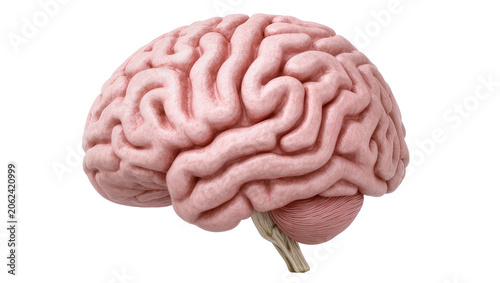 Konstfotografi Pink human brain with cerebellum and brainstem, isolated on transparent backgrou