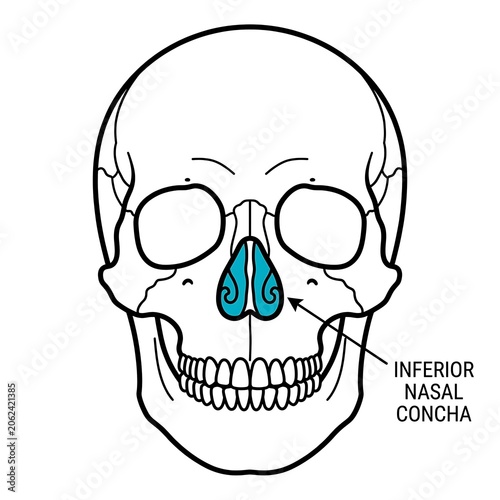 Anatomical diagram of human nasal cavity inferior concha.