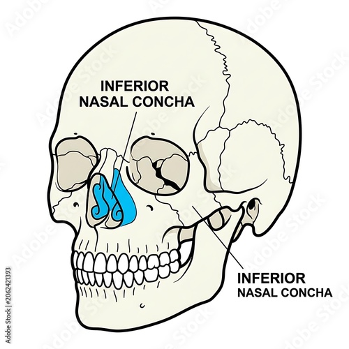 Anatomy diagram of human nasal conchae bones.