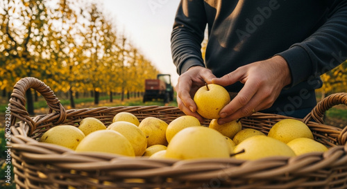 Man harvesting pears in an orchard during autumn