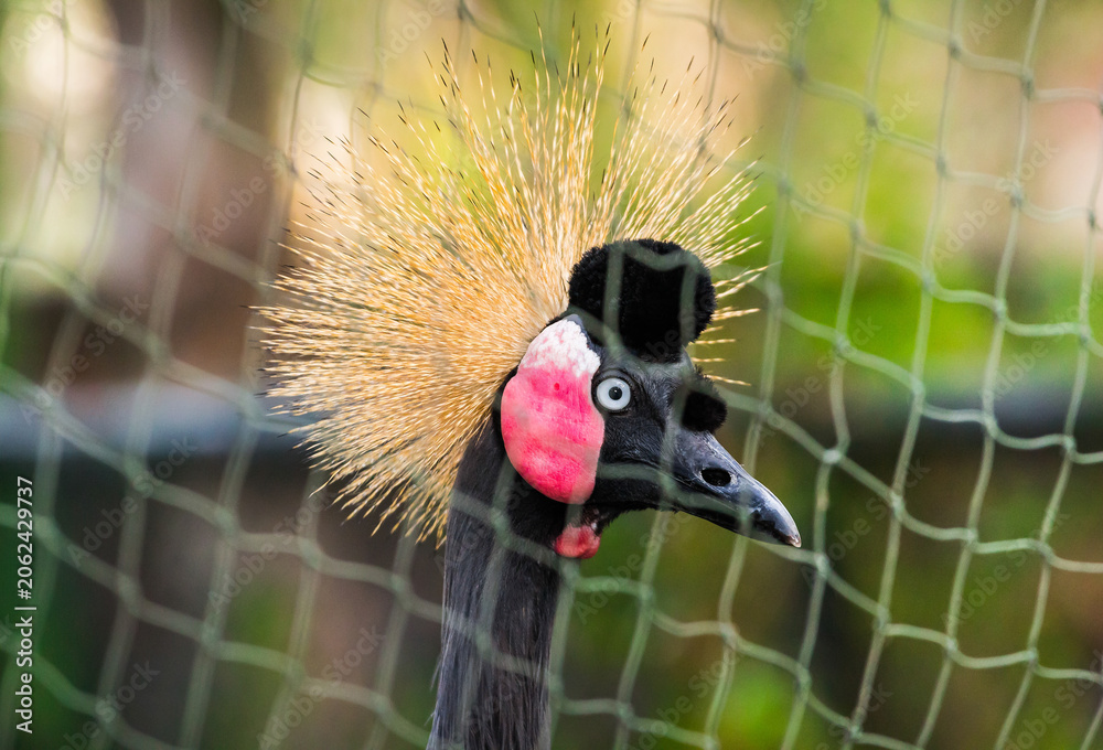 Fototapeta premium A crown crane.