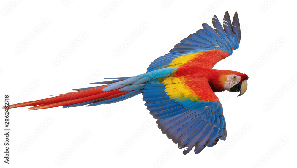 Obraz premium Scarlet Macaw parrot flying with wings spread wide