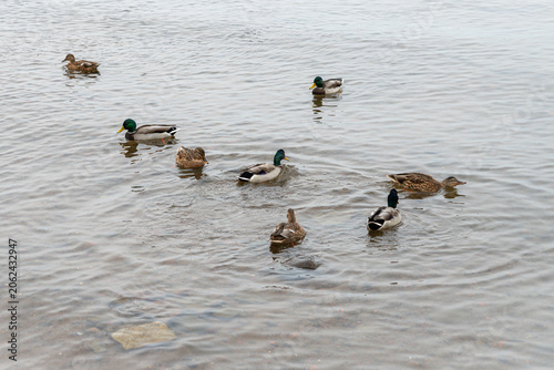 Ducks swim in a pond on a cloudy day in fall